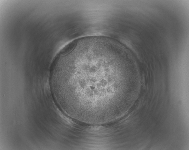 X0000067481452200604150004