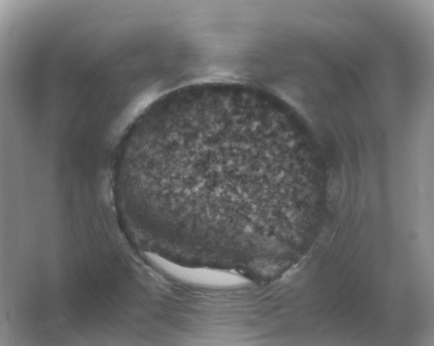 X0000067481455200604150004