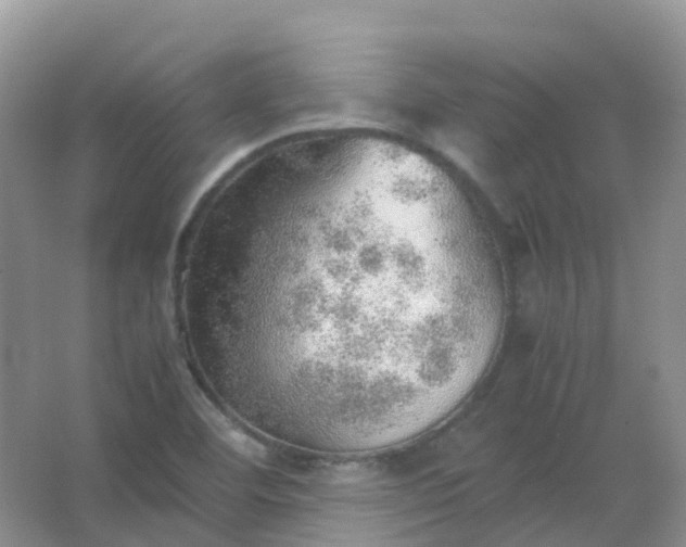 X0000067481460200604150003