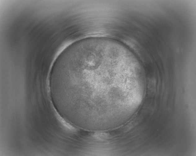 X0000067481466200604150003