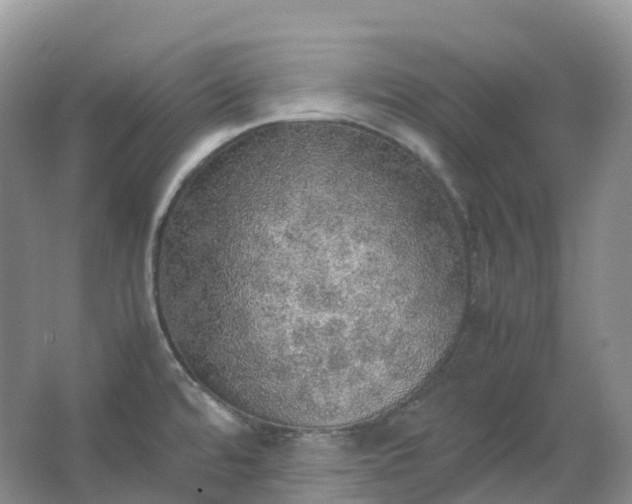 X0000067481480200604150003