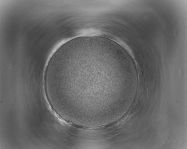 X0000067481488200604150003