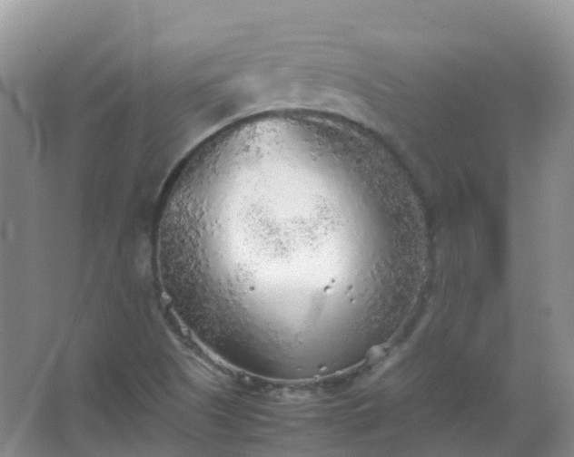 X0000067481505200604150002