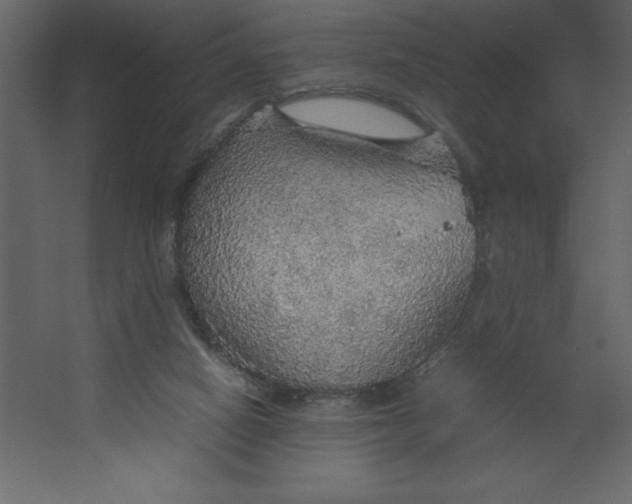 X0000067480066200604211644