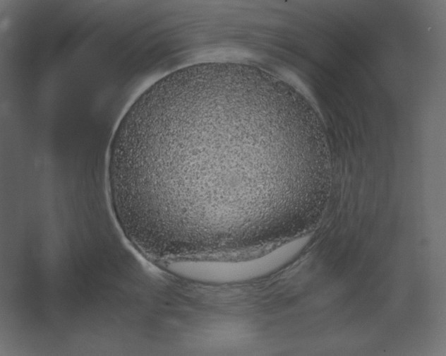 X0000067481103200604211626