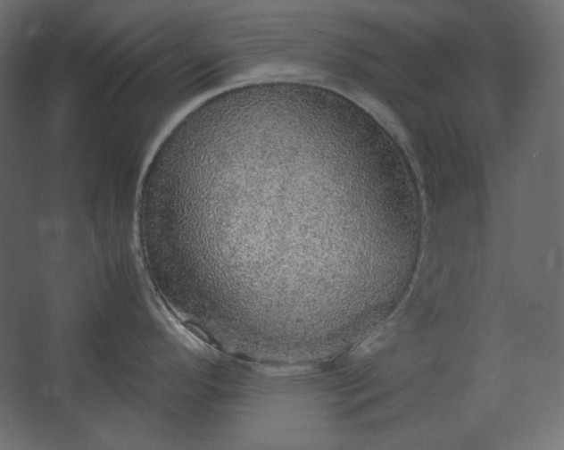 X0000067481296200604211623