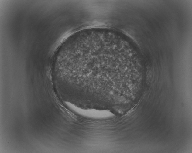 X0000067481455200604211620