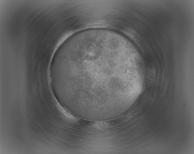 X0000067481466200604211620