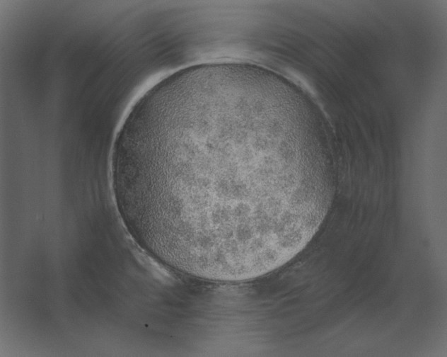 X0000067481480200604211620