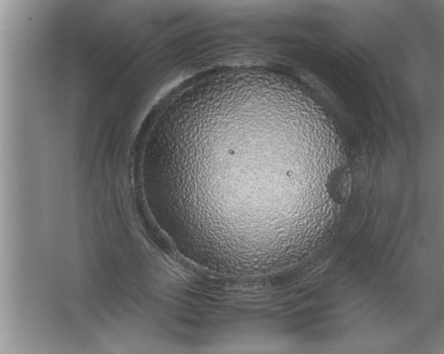 X0000067480727200604281919