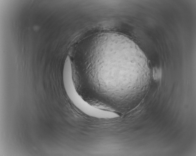 X0000067481155200604281913