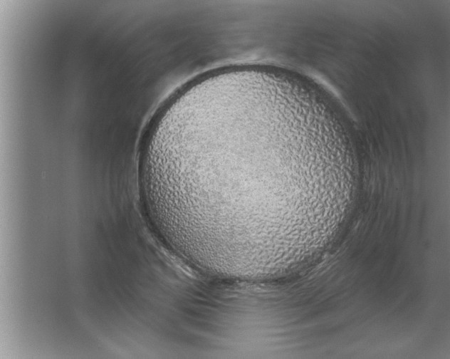 X0000067481270200604281911