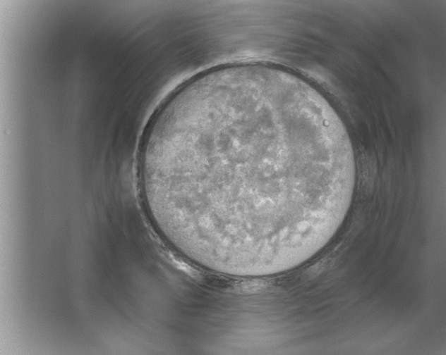 X0000067481278200604281910