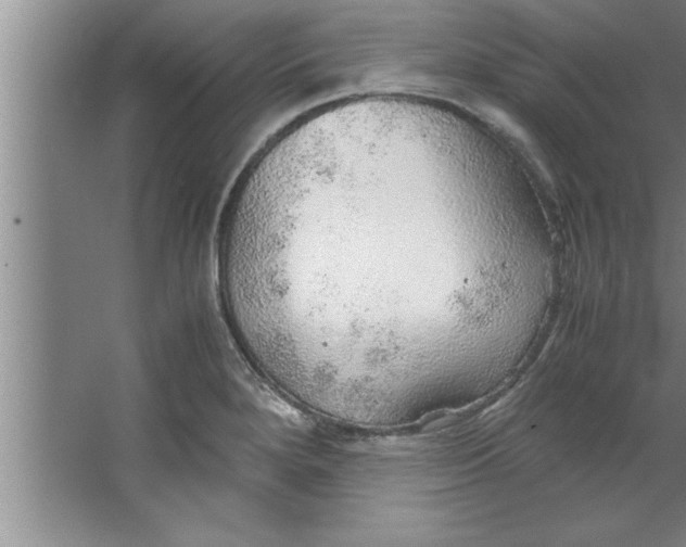 X0000067481280200604281910