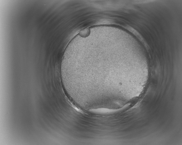 X0000067481337200604281910