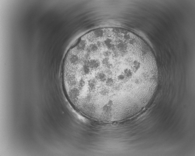 X0000067481387200604281909