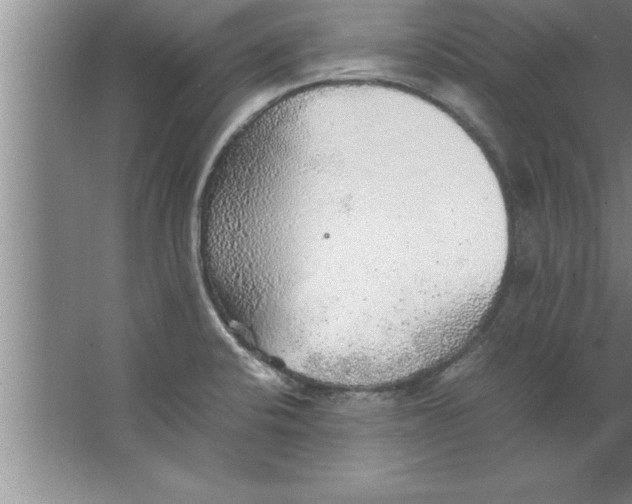 X0000067481424200604281908