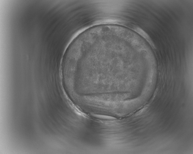 X0000067481436200604281908