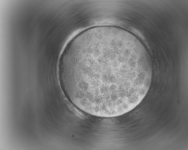 X0000067481480200604281907