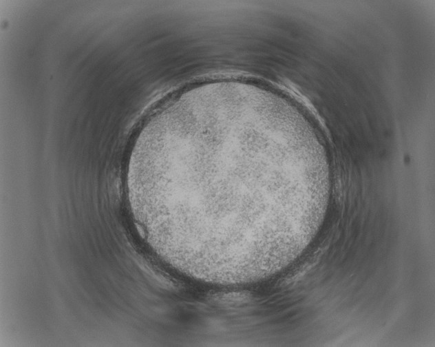 X0000067480063200605051723