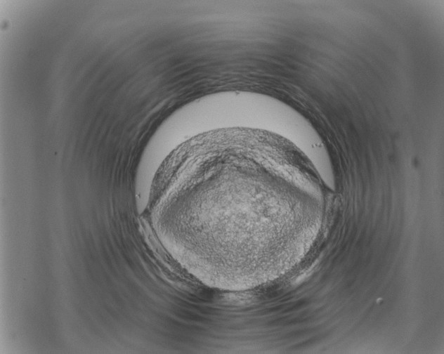 X0000067480095200605051723