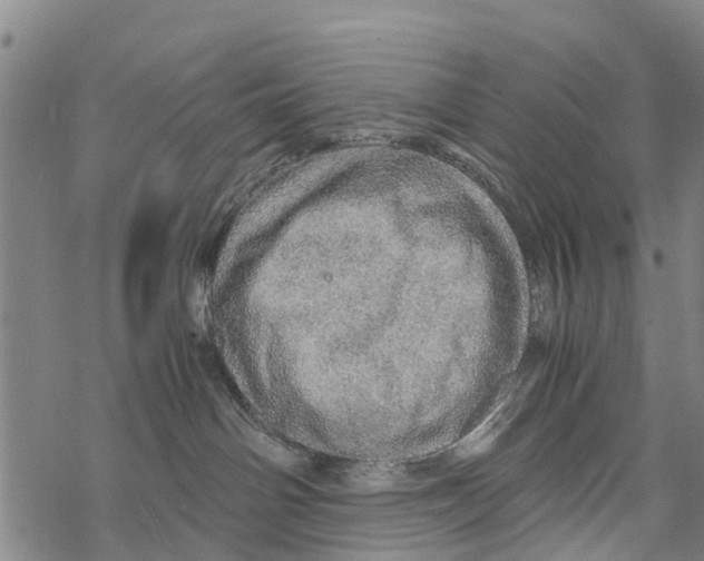 X0000067480142200605051722