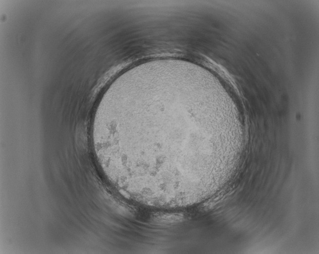 X0000067480155200605051721