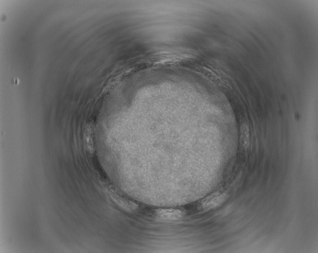 X0000067480234200605051720