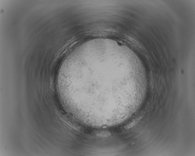 X0000067480258200605051720