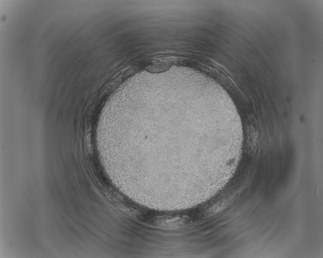 X0000067480267200605051720