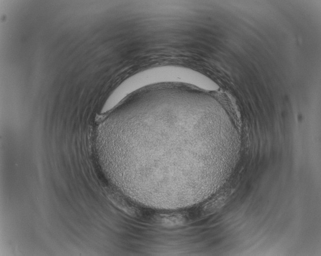 X0000067480275200605051720