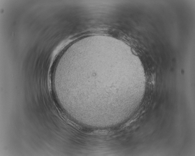 X0000067480294200605051719