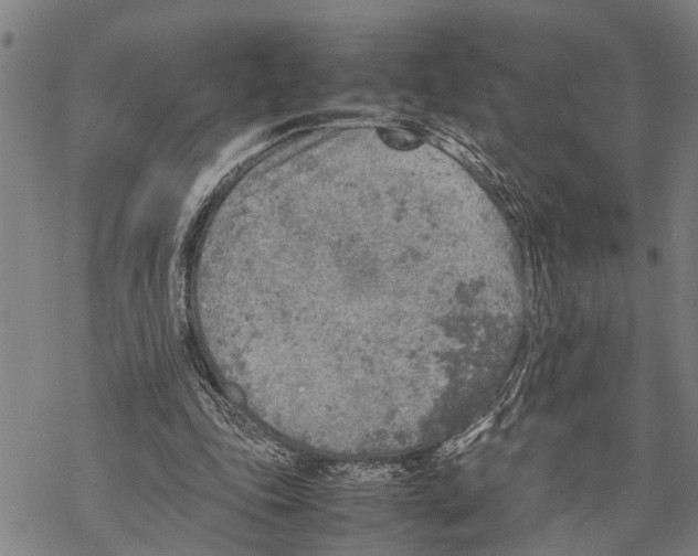 X0000067480343200605051718