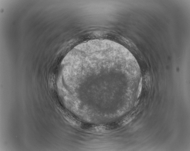 X0000067480423200605051717