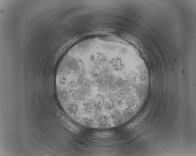 X0000067480445200605051716