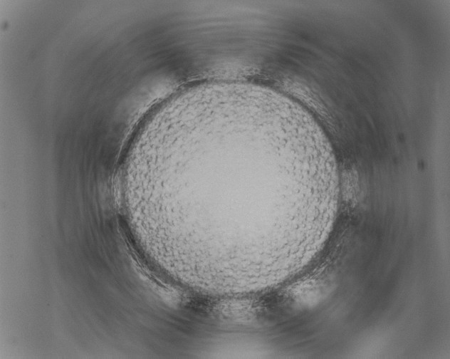 X0000067480632200605051713