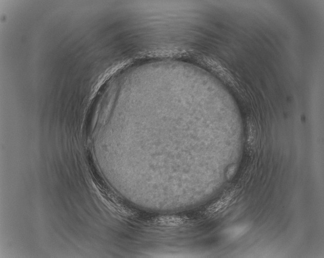 X0000067480636200605051713