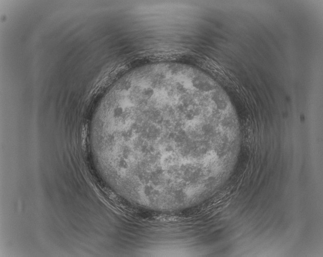 X0000067480742200605051712