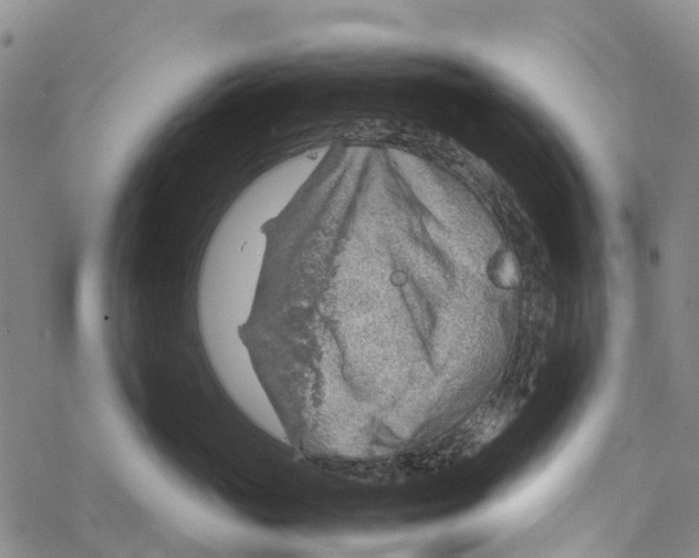 X0000067480765200605051712