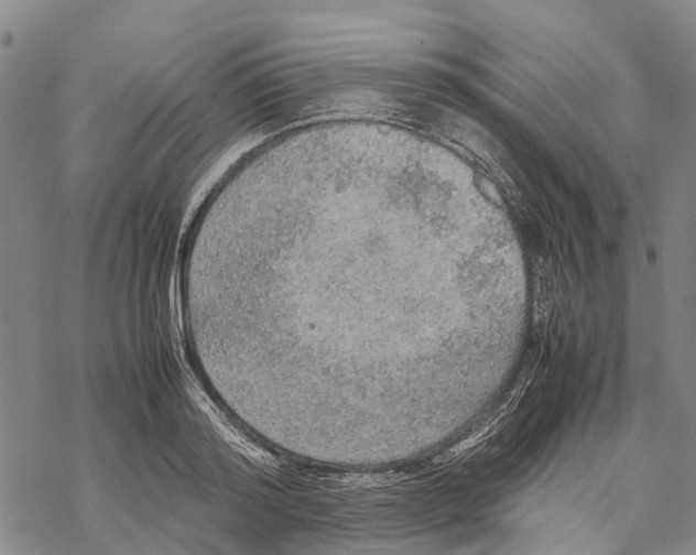 X0000067480796200605051711