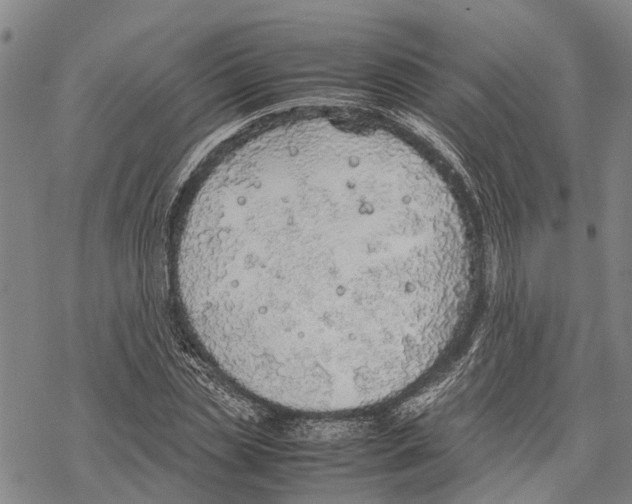 X0000067480829200605051710