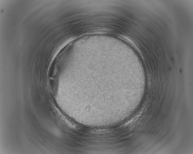 X0000067480835200605051710