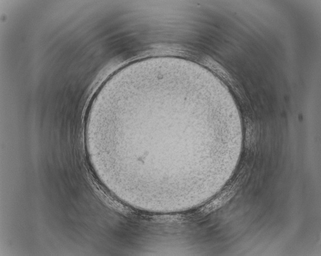 X0000067480836200605051710