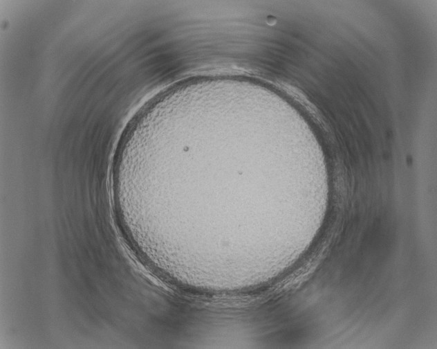 X0000067480840200605051710