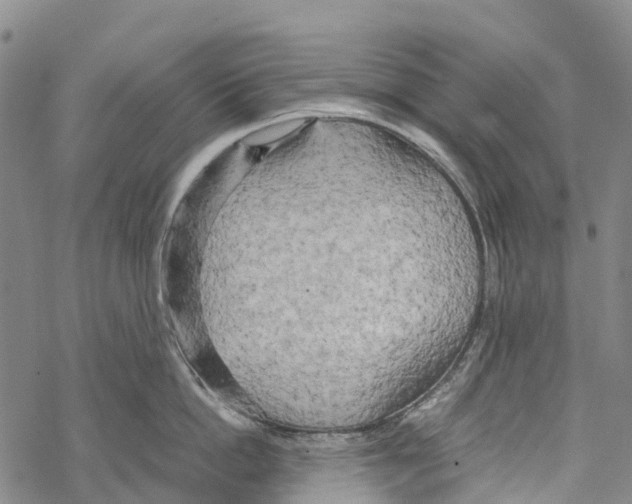 X0000067480862200605051711