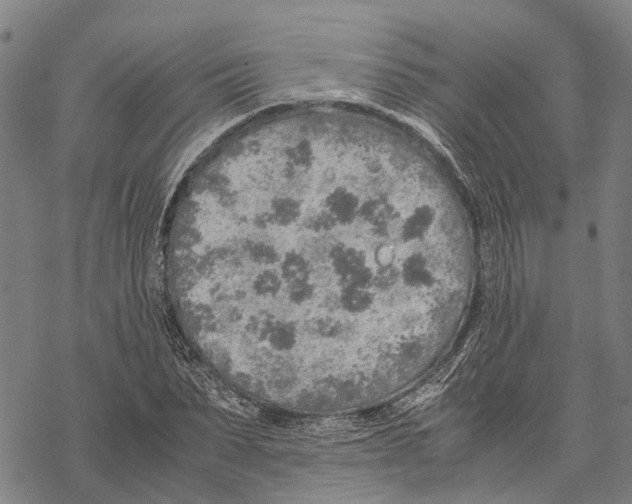 X0000067480879200605051710