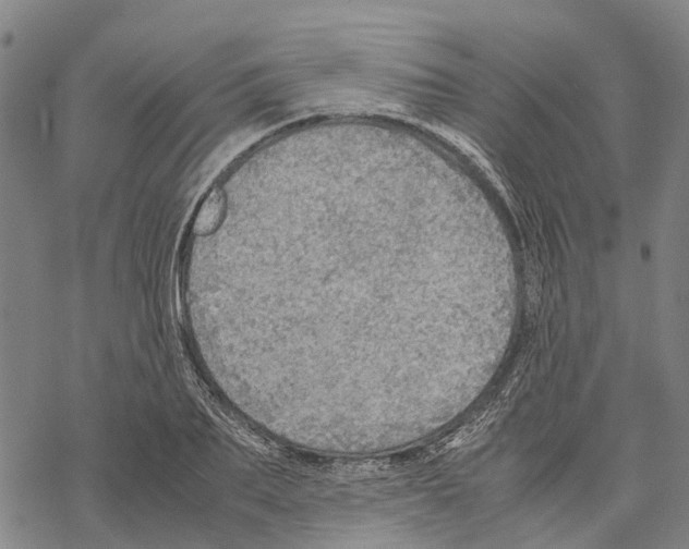 X0000067480887200605051709