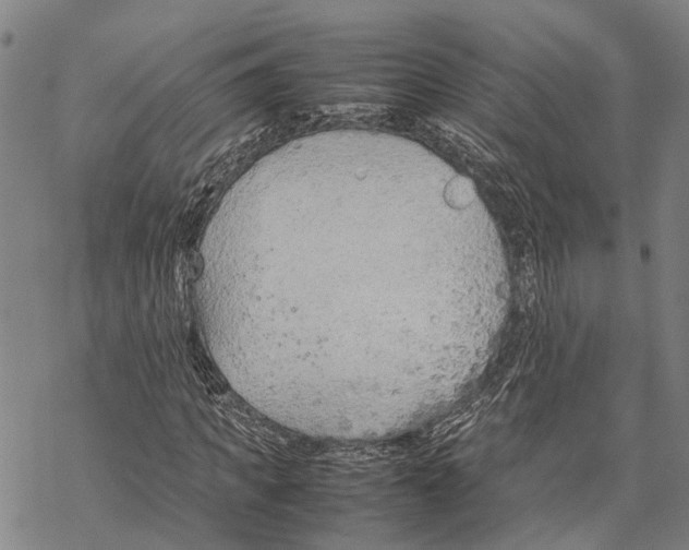 X0000067480917200605051708