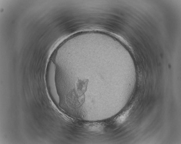 X0000067480943200605051709