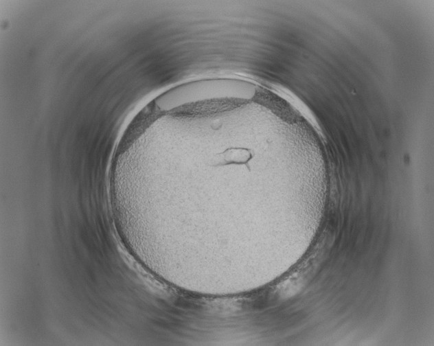 X0000067481004200605051708